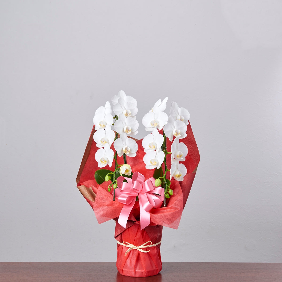御祝い胡蝶蘭【白】(小輪/2本立ち)