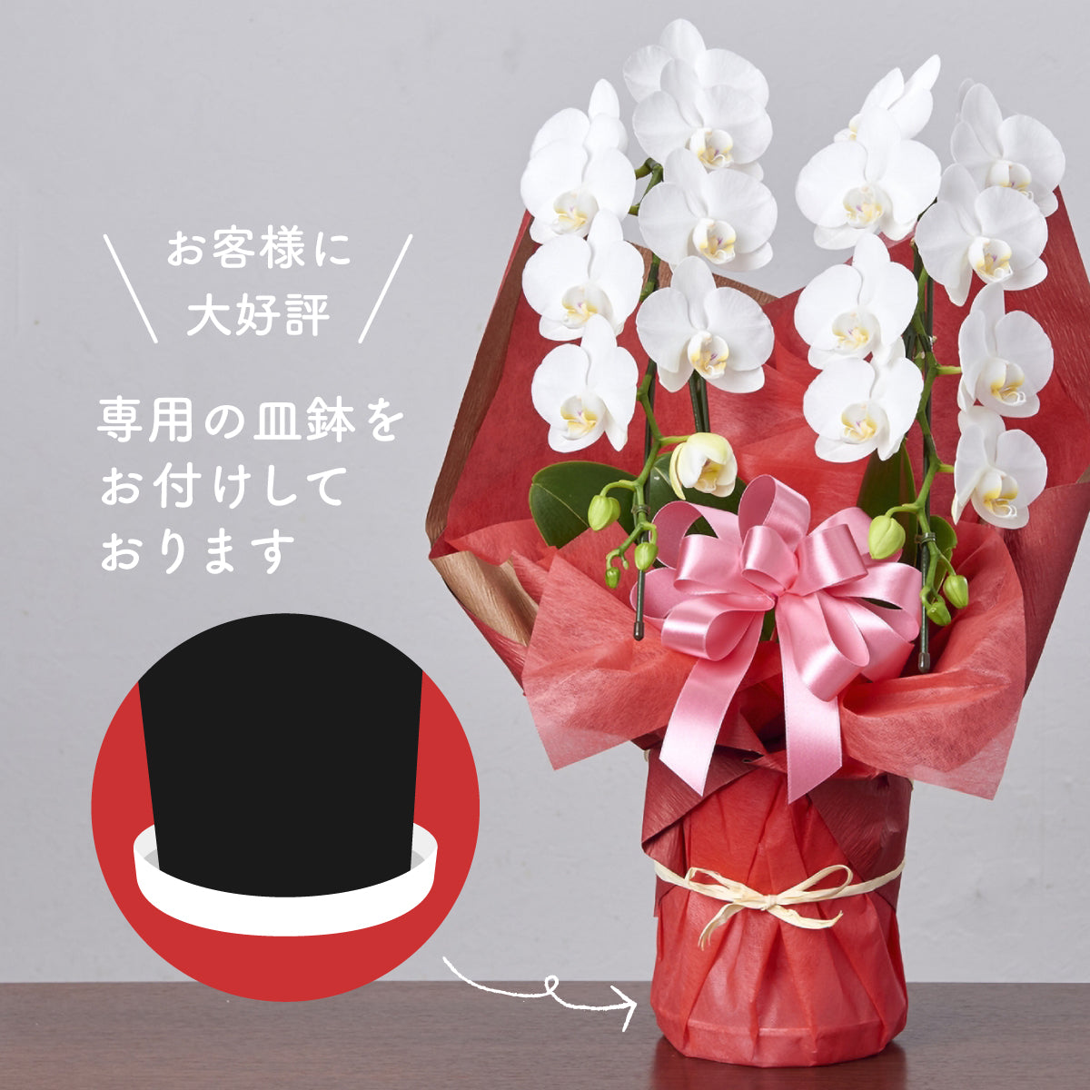 御祝い胡蝶蘭【白】(3本立ち/42輪前後)