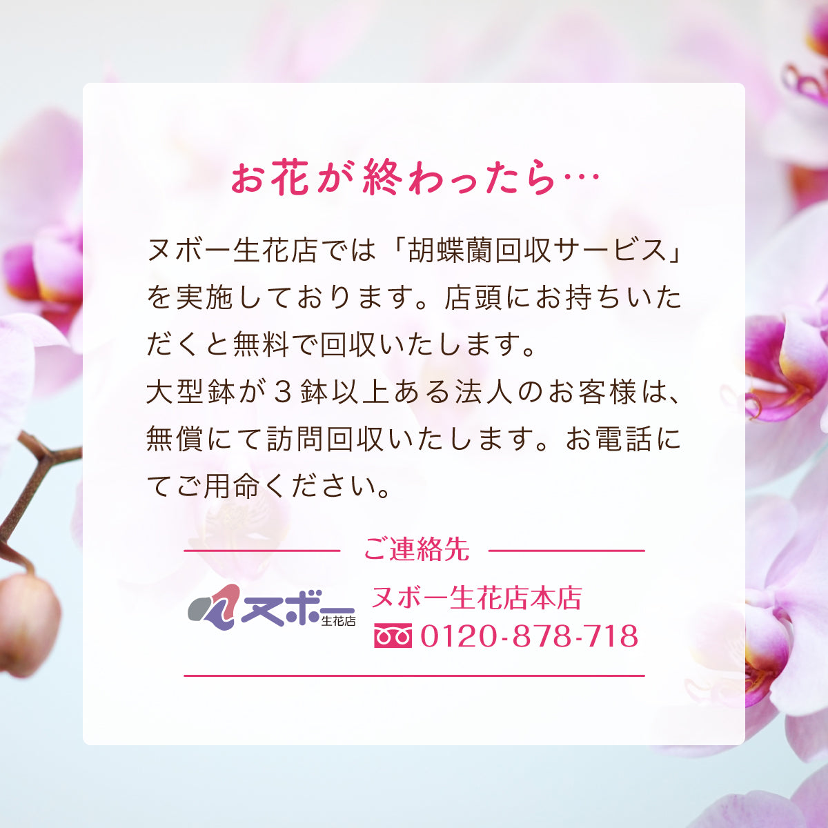 御祝い胡蝶蘭【白】(3本立ち/42輪前後)