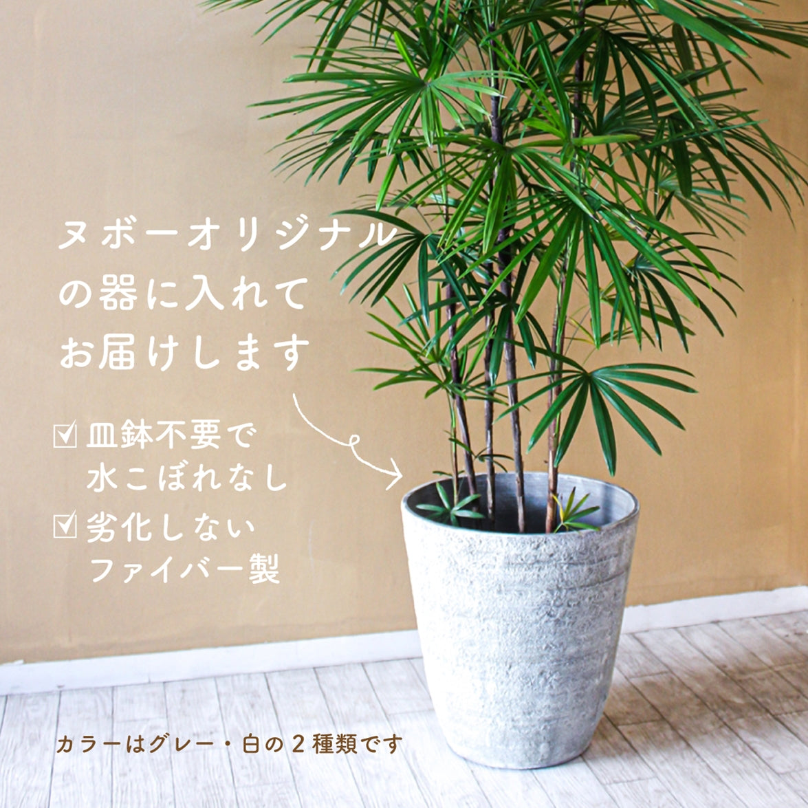 御祝い観葉植物　ユッカ・エレファンティペス（尺鉢・器付）