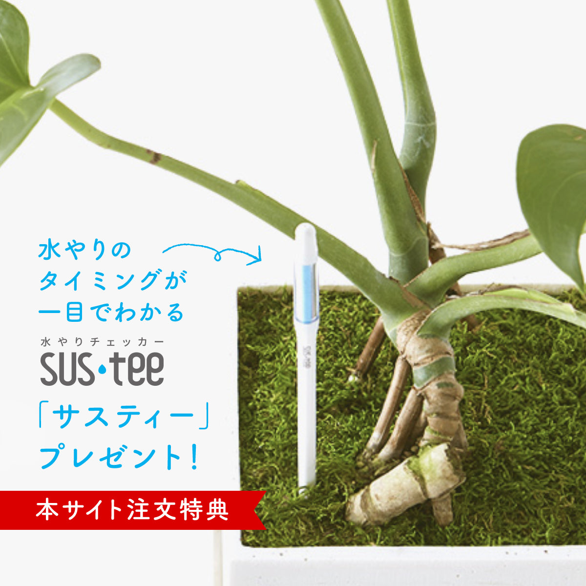 御祝い観葉植物　ユッカ・エレファンティペス（尺鉢・器付）