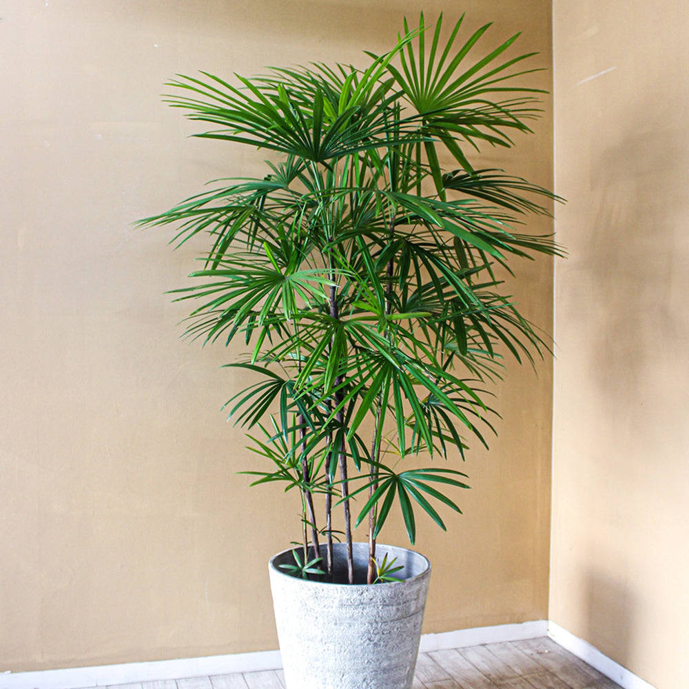 御祝い観葉植物 シュロチク(尺鉢・器付)