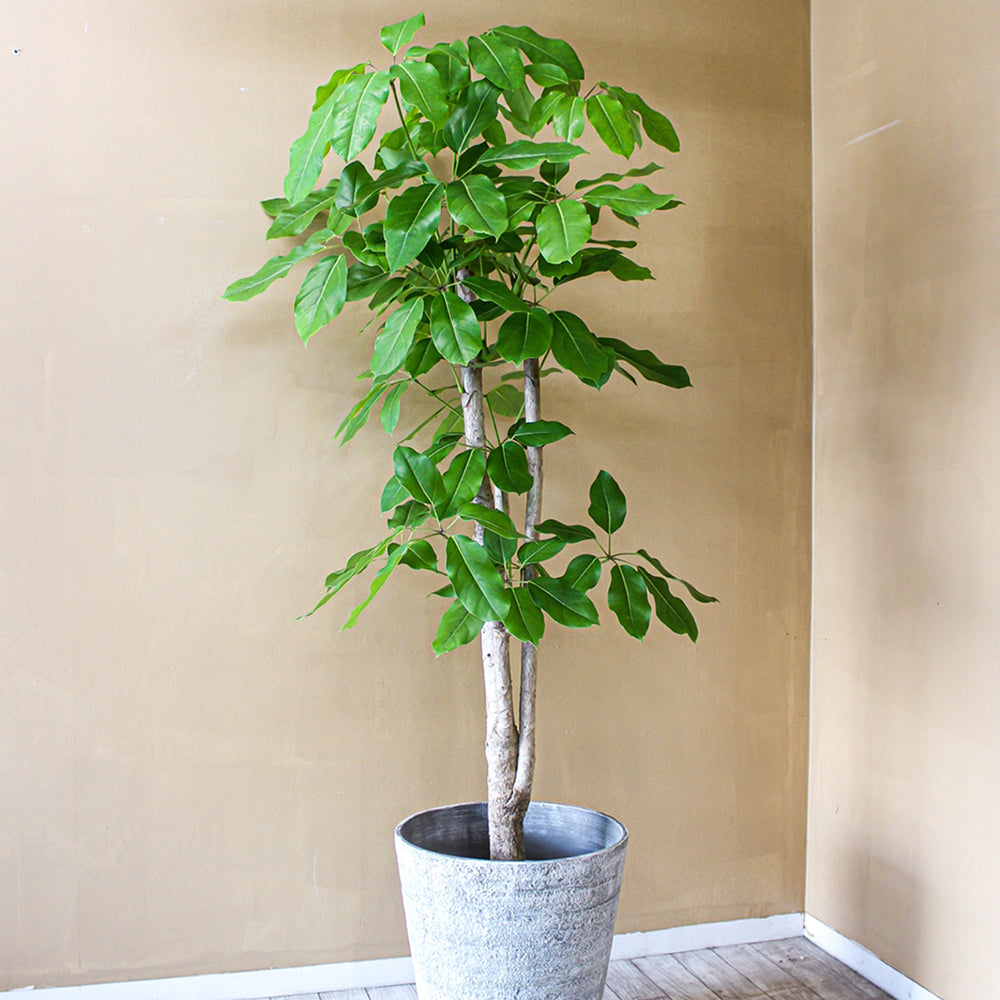 御祝い観葉植物　ブラッサイア（尺鉢・器付）