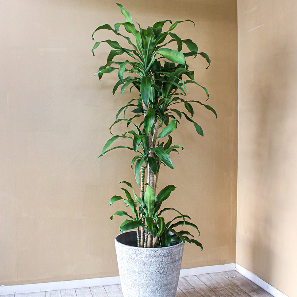 御祝い観葉植物 ドラセナ・マッサンゲアナ(尺鉢・器付)