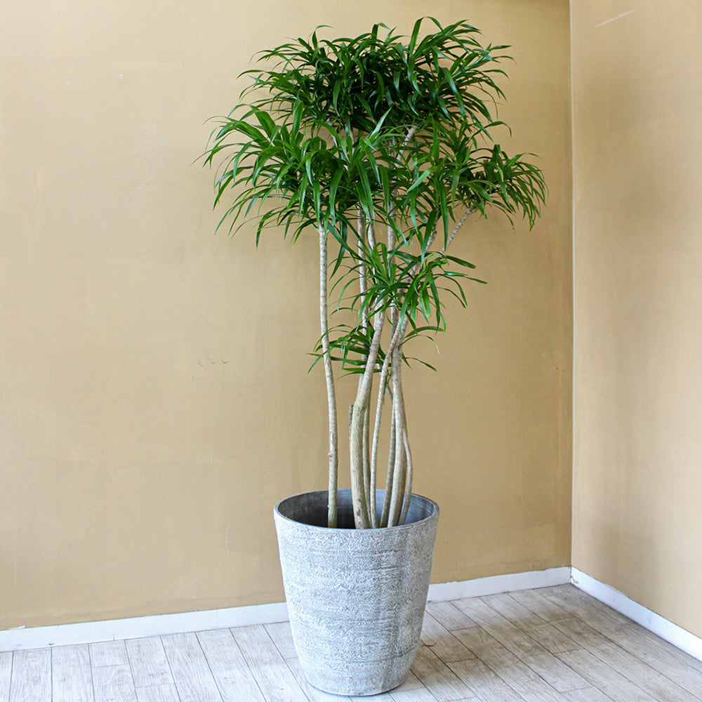 御祝い観葉植物 ドラセナ・リフレクサ(尺鉢・器付)