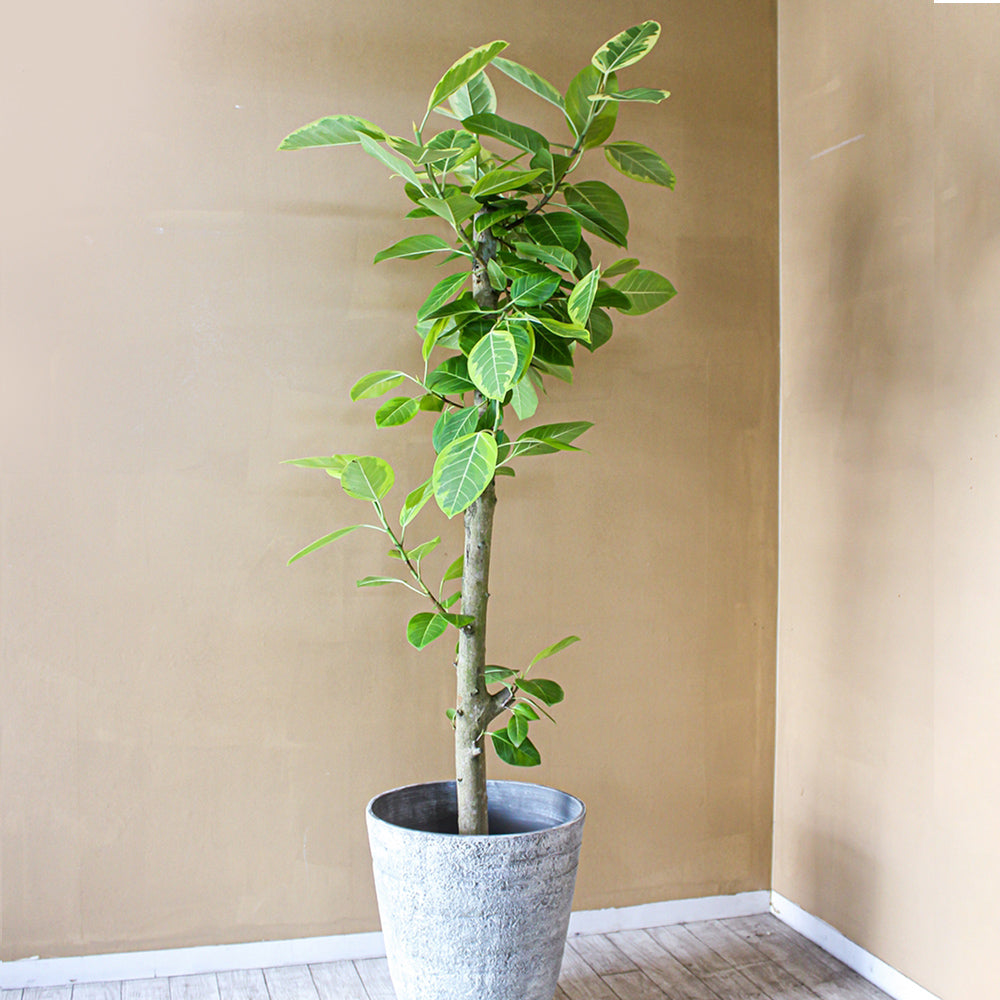 御祝い観葉植物　フィカス・アルテシマ（尺鉢・器付）