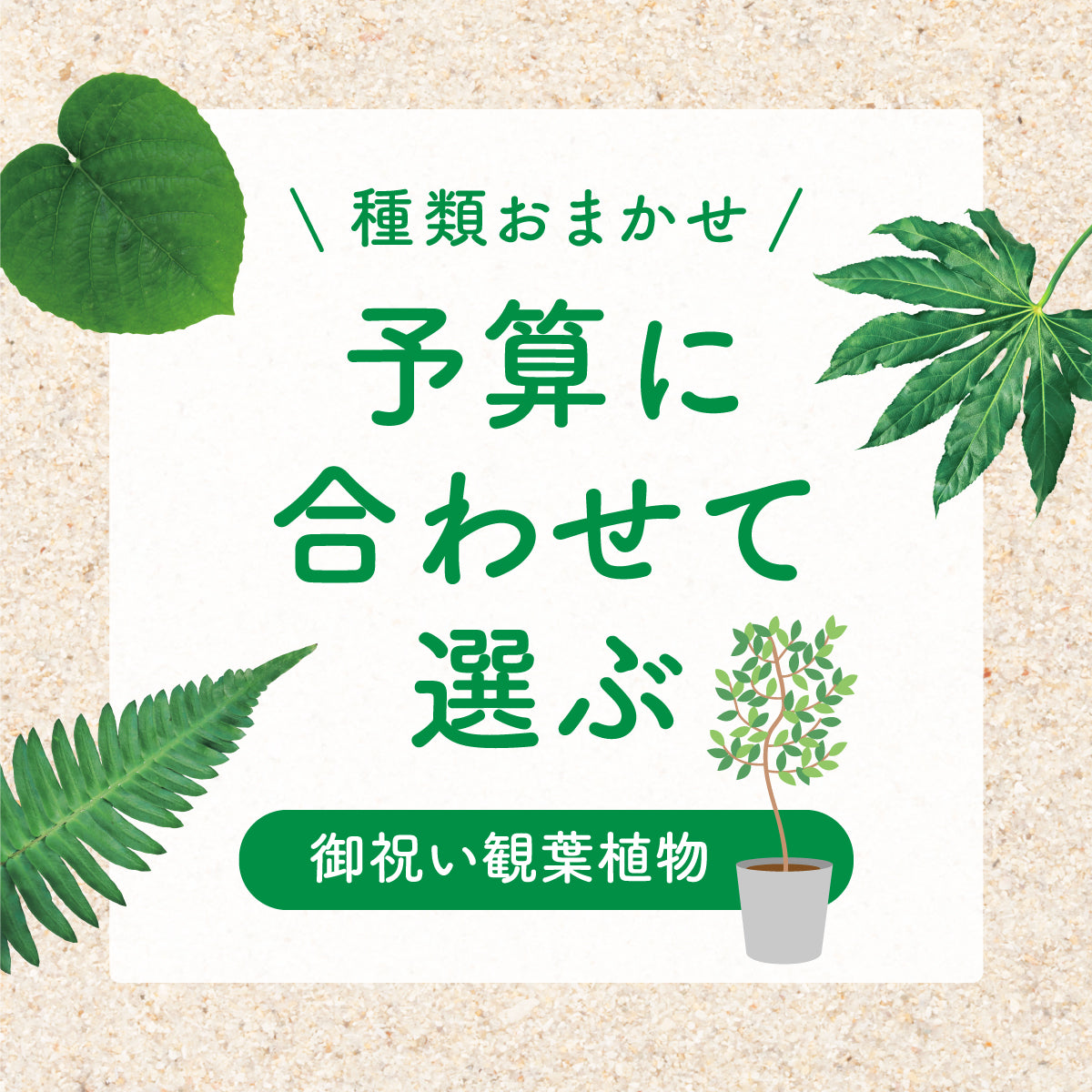 御祝い観葉植物(植物おまかせ/金額指定/税込)