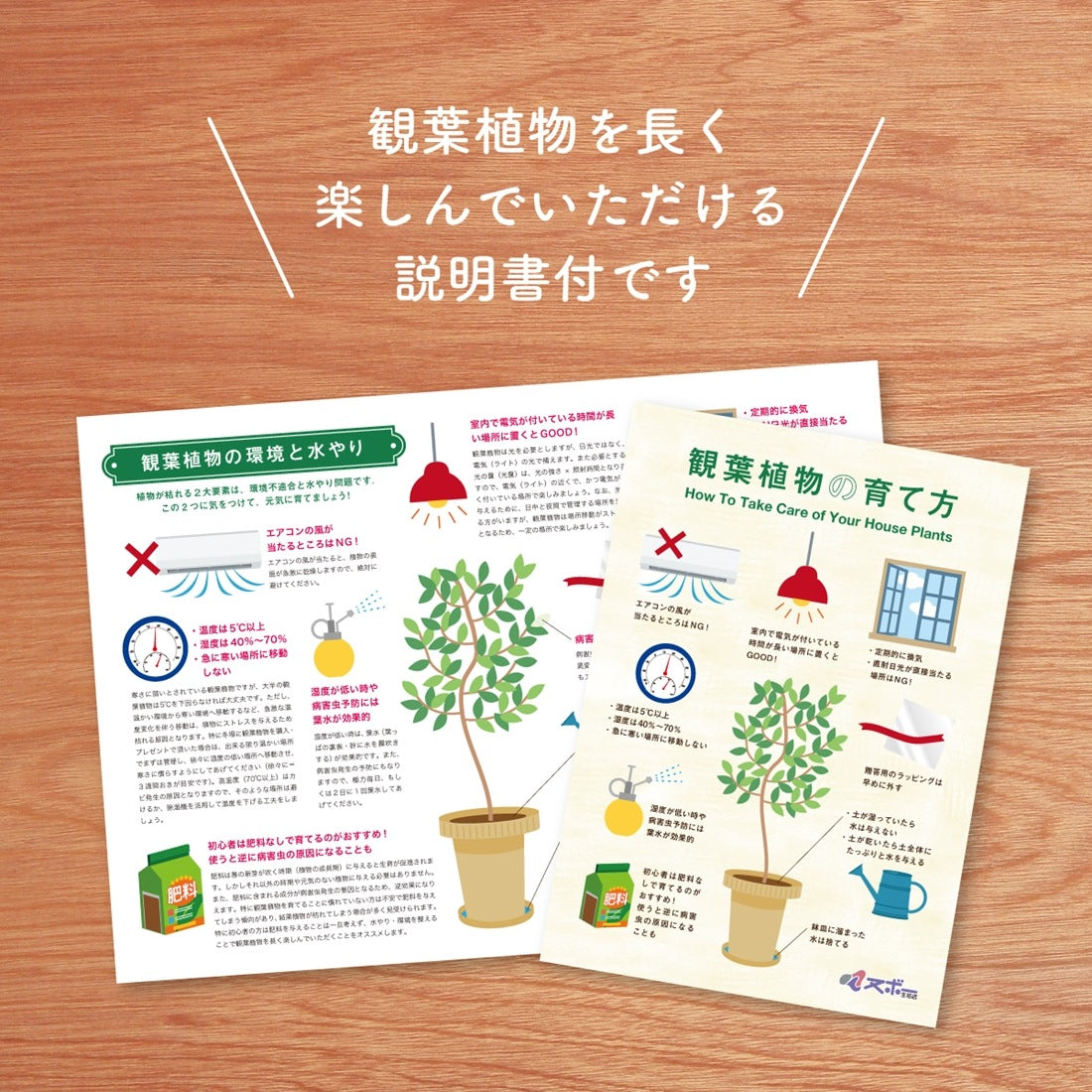御祝い観葉植物 シェフレラ・カポック(尺鉢・器付)