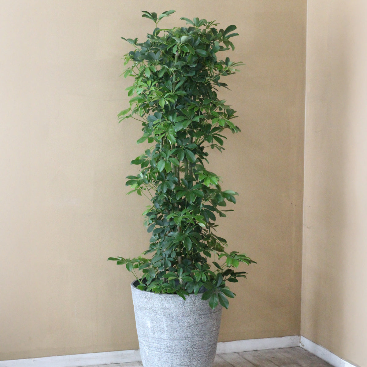 御祝い観葉植物 シェフレラ・カポック(尺鉢・器付)