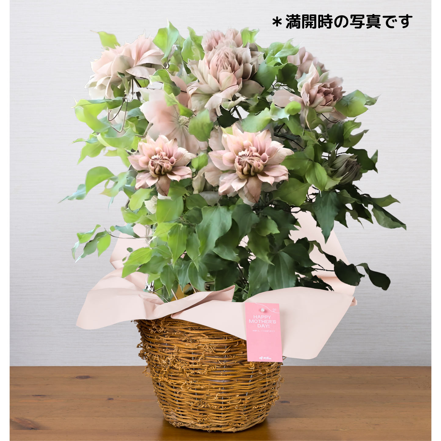 C12[5/8-10 受取・配送]■クレマチス■ハルカスミ