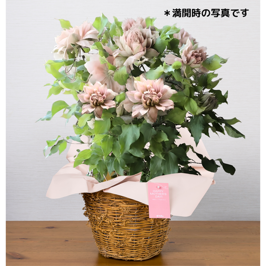 C12[5/2-6 受取・配送]■クレマチス■ハルカスミ