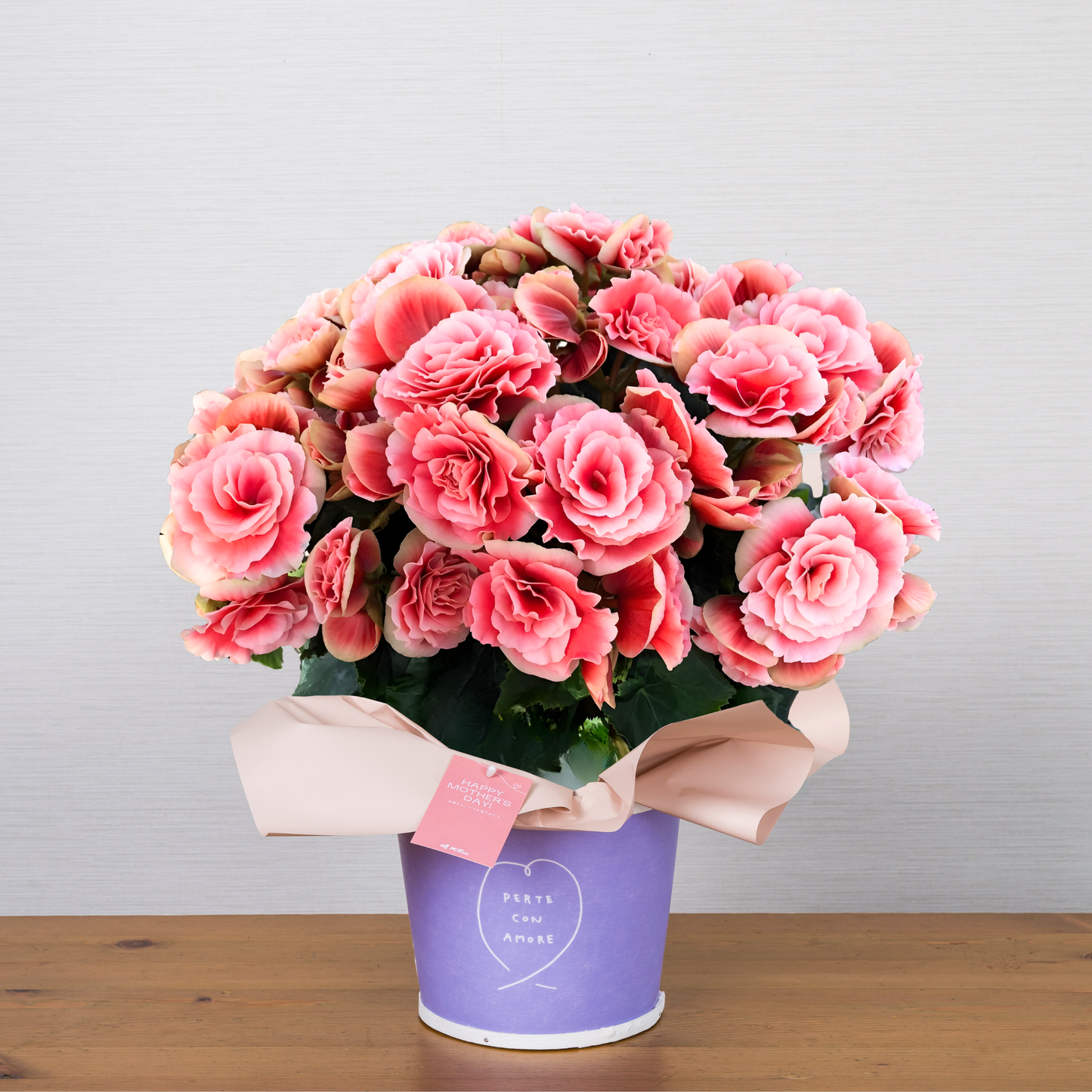 C15[5/2-6 受取・配送]■ベゴニア■ポリアス