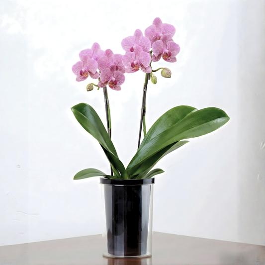 C17[5/2-6 受取・配送]■コチョウラン■シスコ