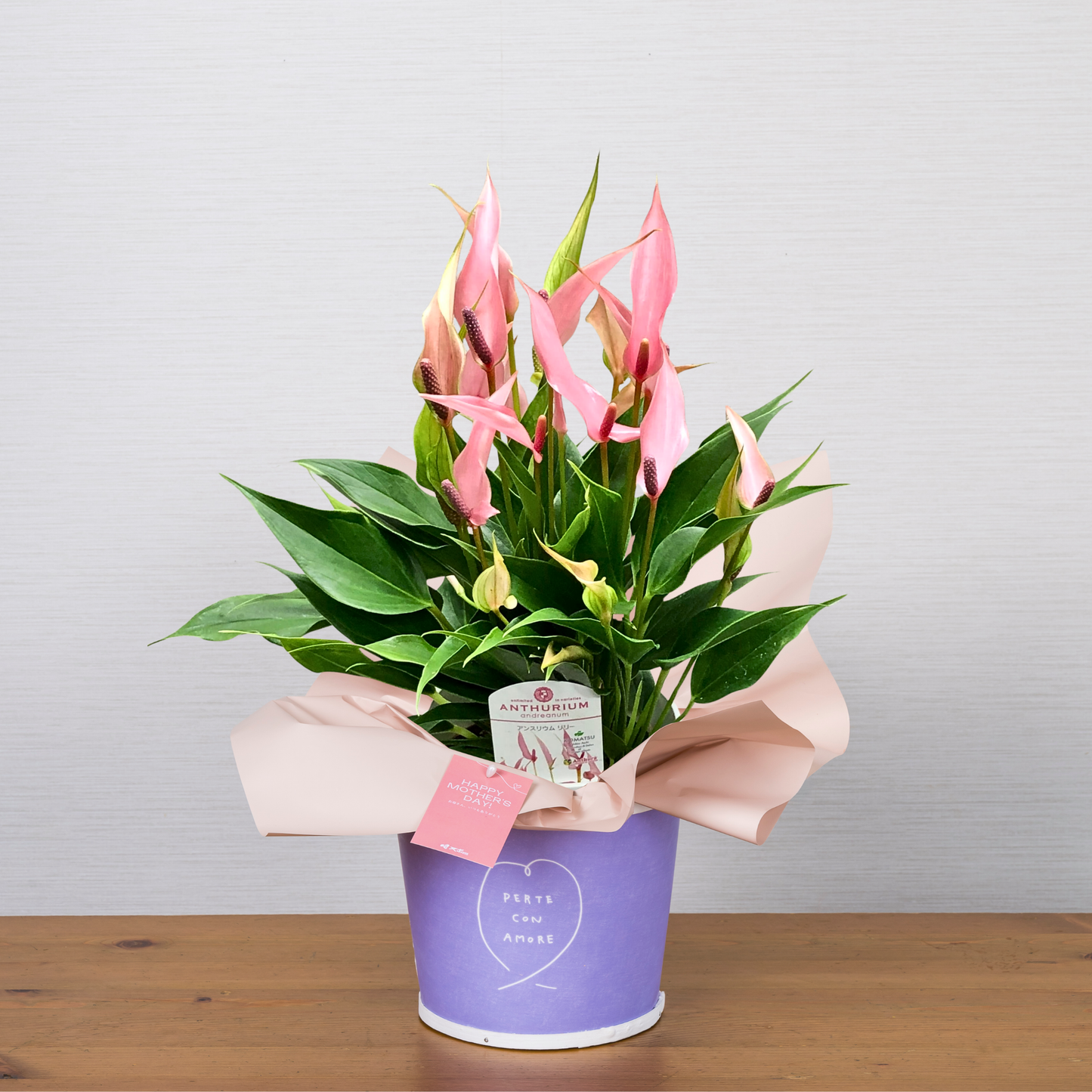 C19[5/2-6 受取・配送]■アンスリウム■リリー