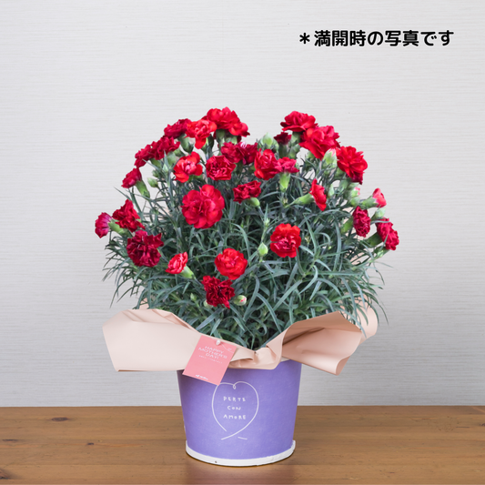 C01[5/2-6 受取・配送]■カーネーション■グランルージュ