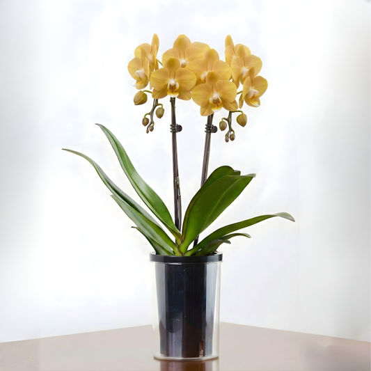 C18[5/2-6 受取・配送]■コチョウラン■マロン