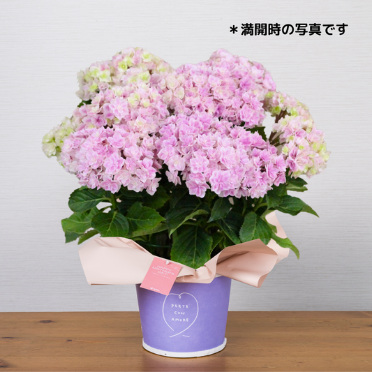 C08[5/2-6 受取・配送]■アジサイ■プリンセスシャーロット　ピンク