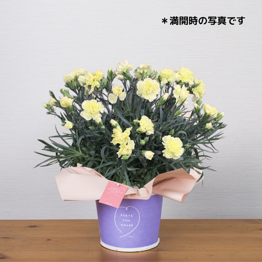 C04[5/2-6 受取・配送]■カーネーション■ルミナリア