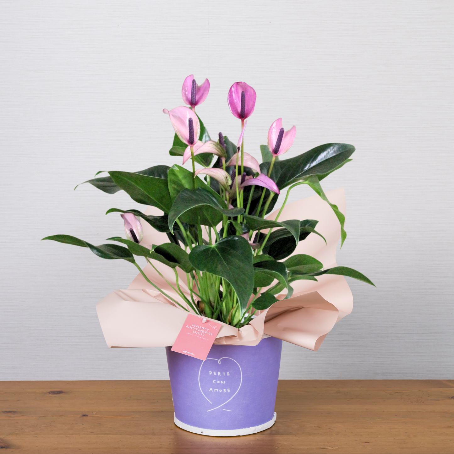 C20[5/2-6 受取・配送]■アンスリウム■ジゾー