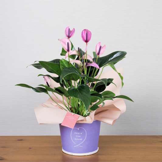 C20[5/2-6 受取・配送]■アンスリウム■ジゾー