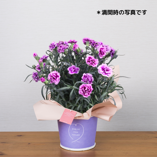 C07[5/2-6 受取・配送]■カーネーション■オルフィカ