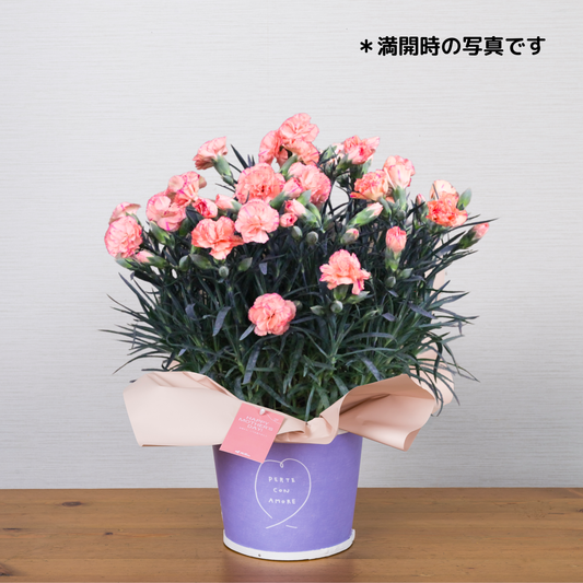 C03[5/2-6 受取・配送]■カーネーション■フロランタン