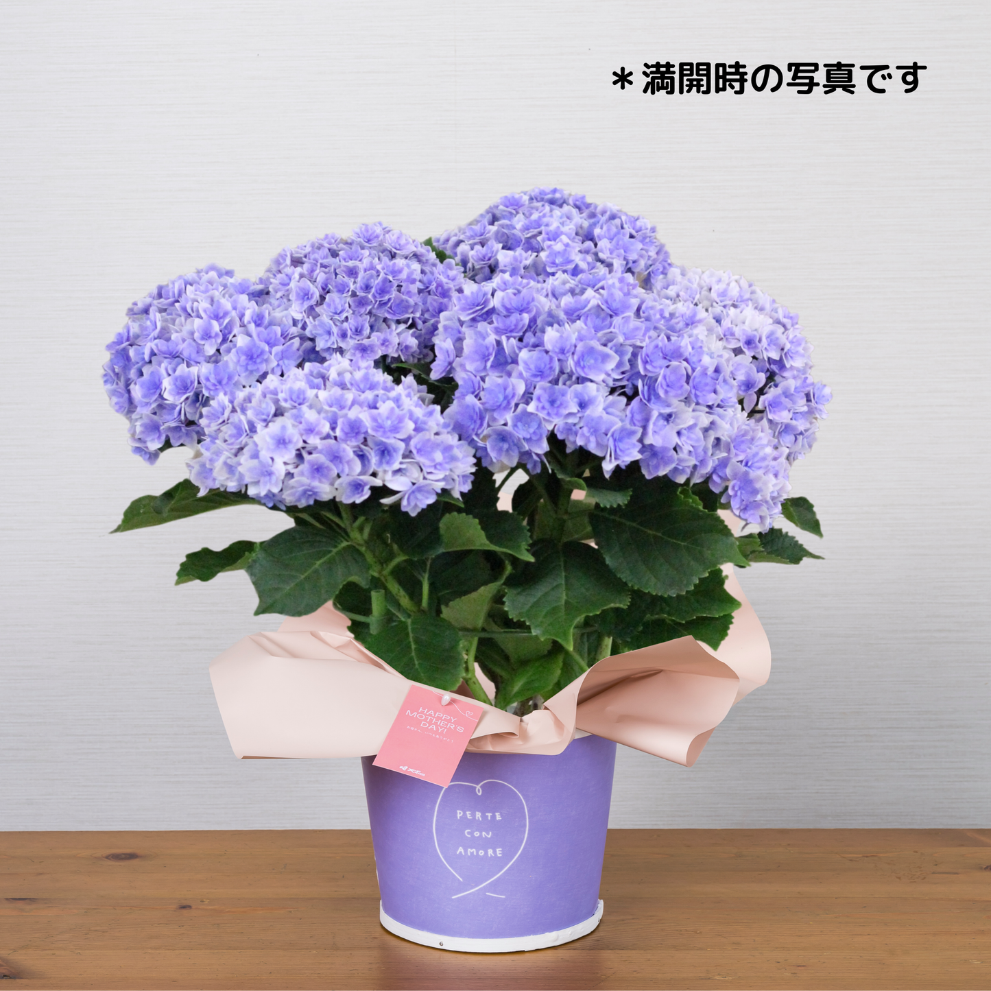 C09[5/2-6 受取・配送]■アジサイ■プリンセスシャーロット　ブルー