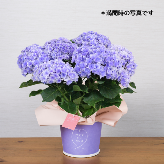 C09[5/2-6 受取・配送]■アジサイ■プリンセスシャーロット　ブルー