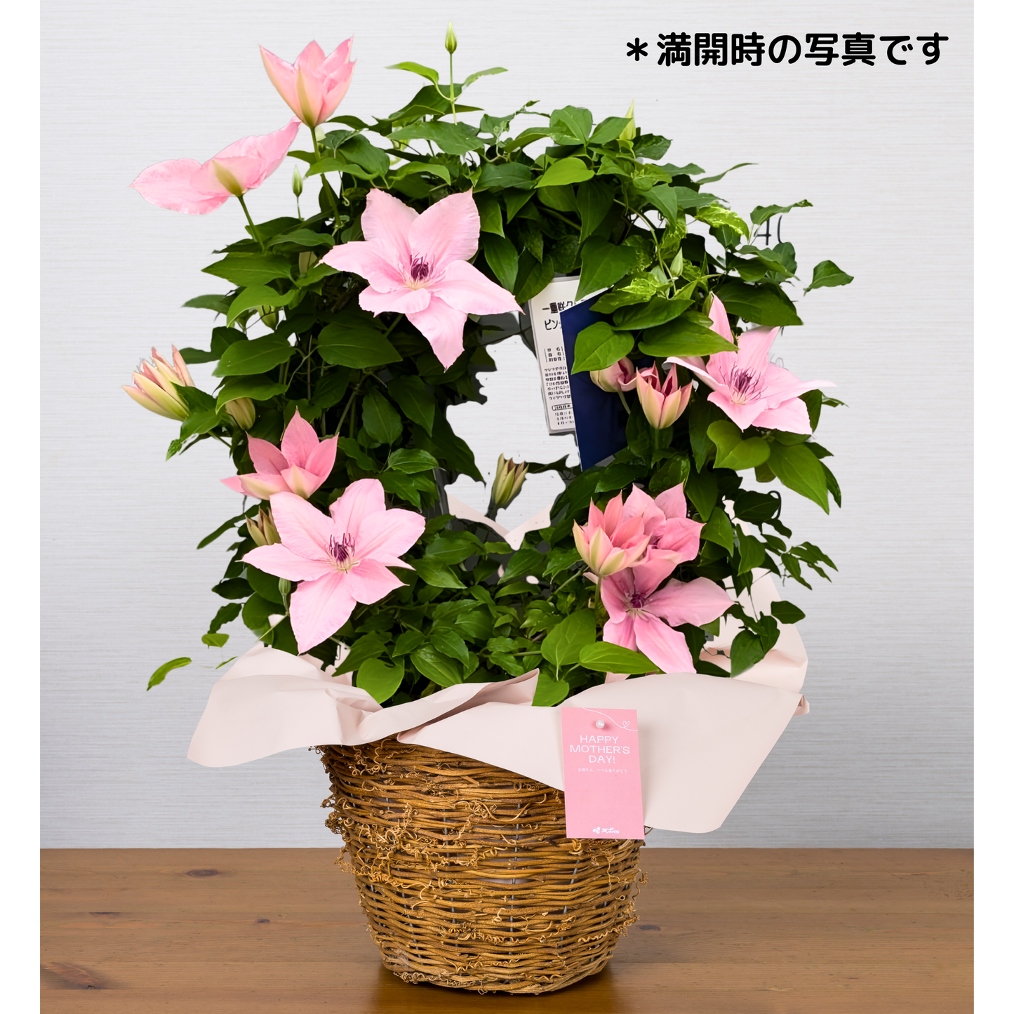 C13[5/8-10 受取・配送]■クレマチス■ピンクファンタジー