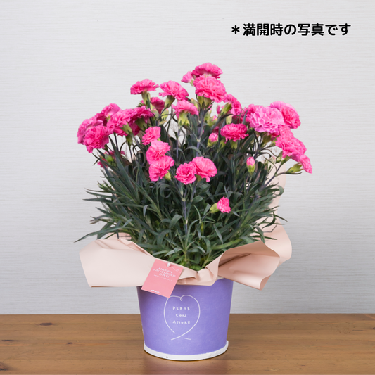 C02[5/2-6 受取・配送]■カーネーション■クレア