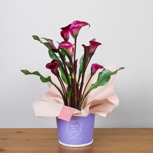 C11[5/2-6 受取・配送]■カラー■トウキョウ