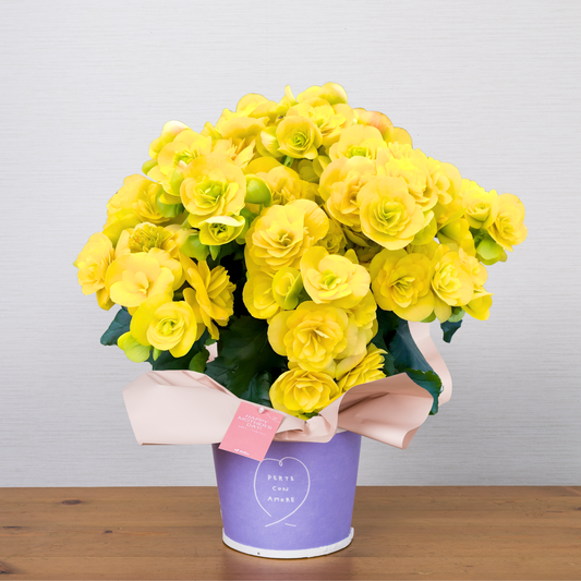 C14[5/2-6 受取・配送]■ベゴニア■コスモノア