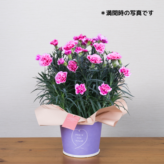 C05[5/2-6 受取・配送]■カーネーション■ミルキーリップ